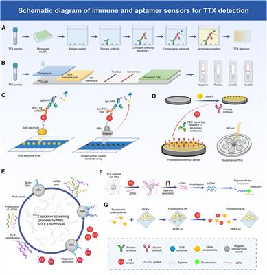 Recent research progress in <mark class="highlighted">tetrodotoxin</mark> detection and quantitative analysis methods